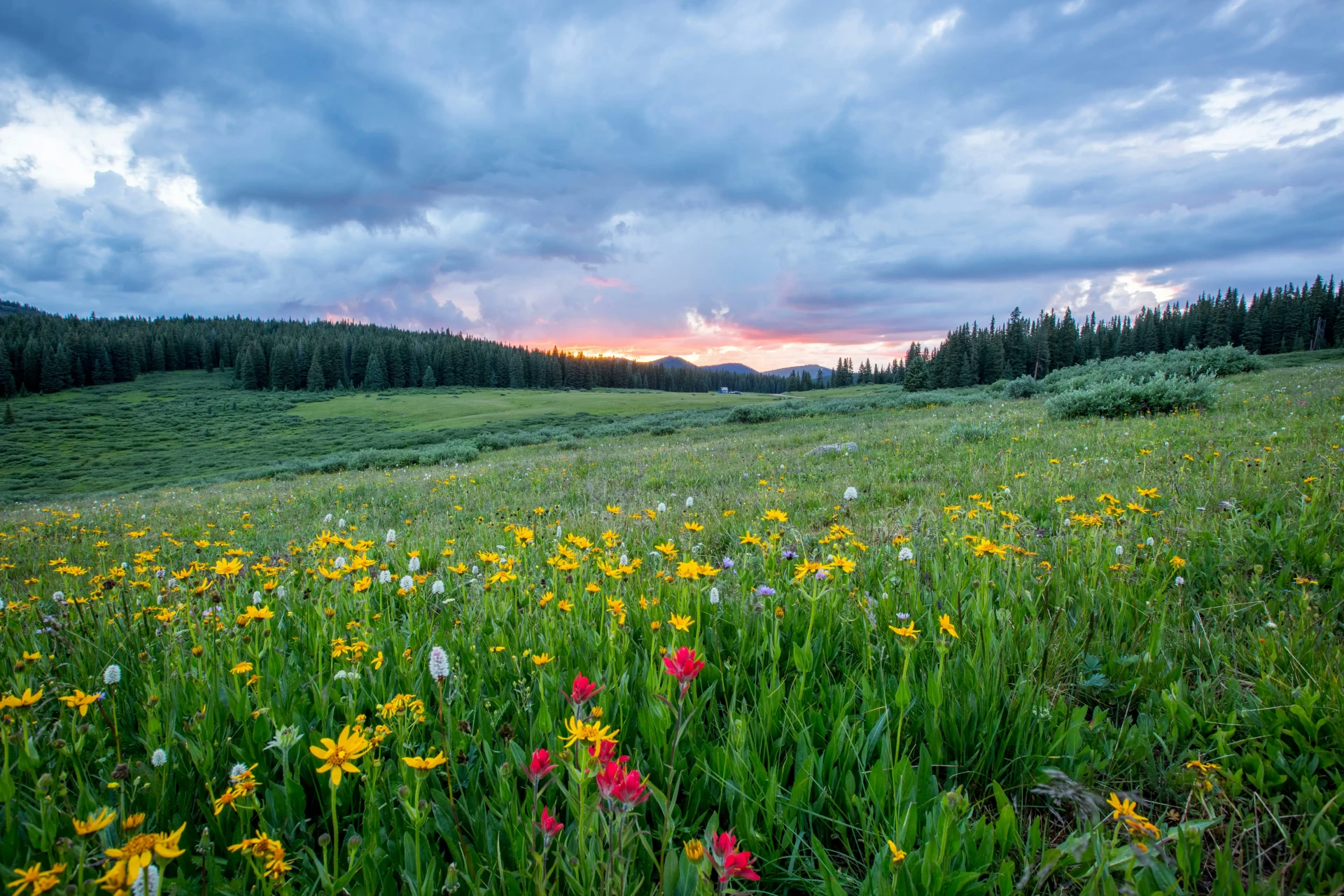 reference image of a prairie