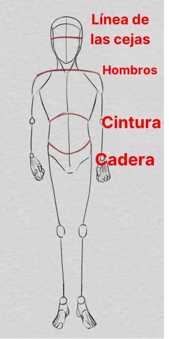 dibujar las proporciones de los arcos