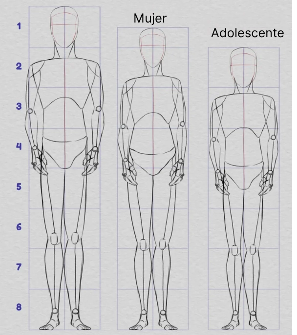 dibujar las proporciones del cuerpo según las diferentes morfologías