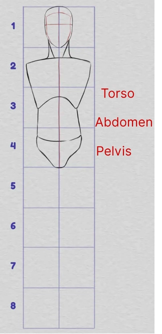 dibujar las proporciones de la parte superior del cuerpo