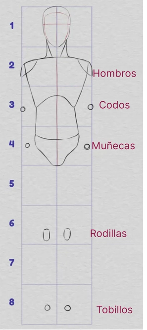 dibujar las proporciones de la parte inferior del cuerpo