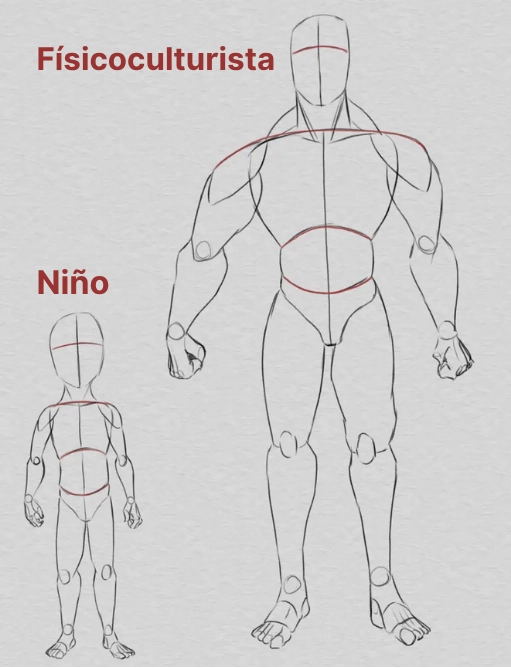Aprende a Dibujar las Proporciones del Cuerpo Humano