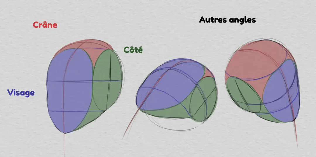 dessiner le crâne et les proportions du visage