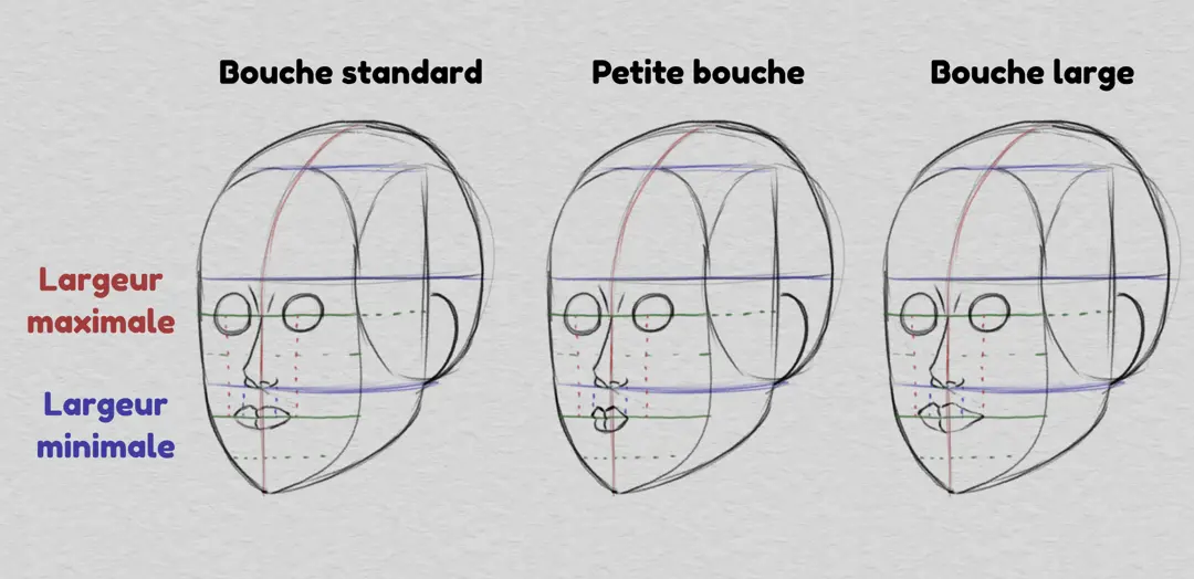 dessiner la largeur de la bouche et les proportions du visage