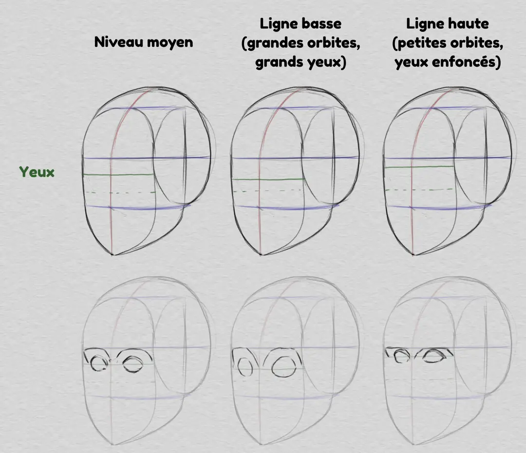 dessiner la ligne des yeux et les proportions du visage