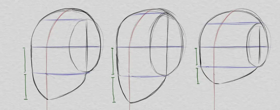 dessiner la mâchoire inférieure et les proportions du visage