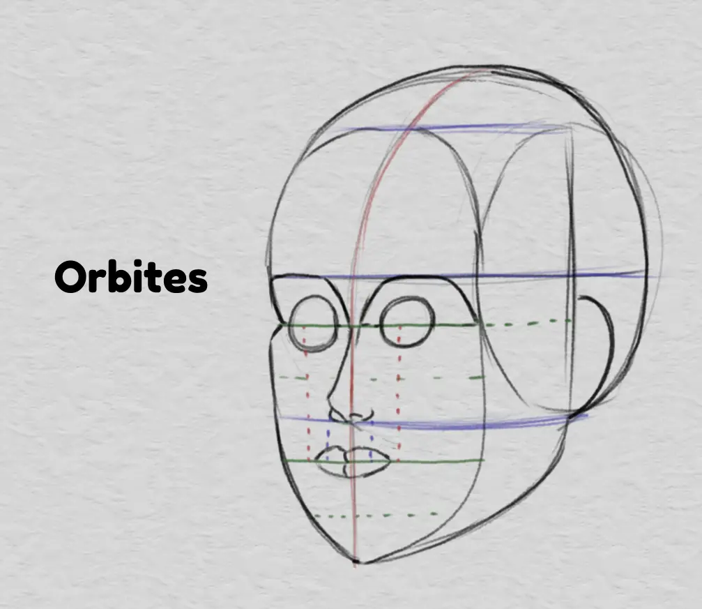 dessiner les orbites et les proportions du visage