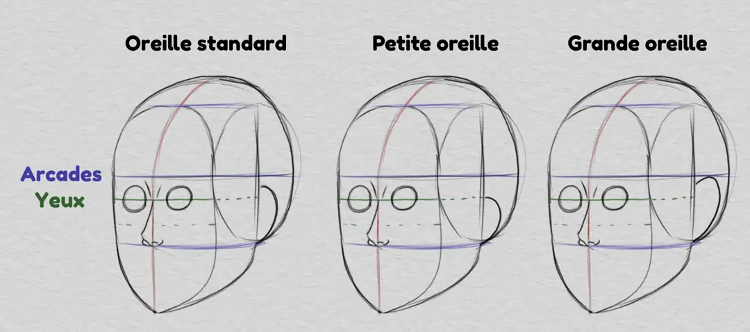 dessiner les oreilles et les proportions du visage