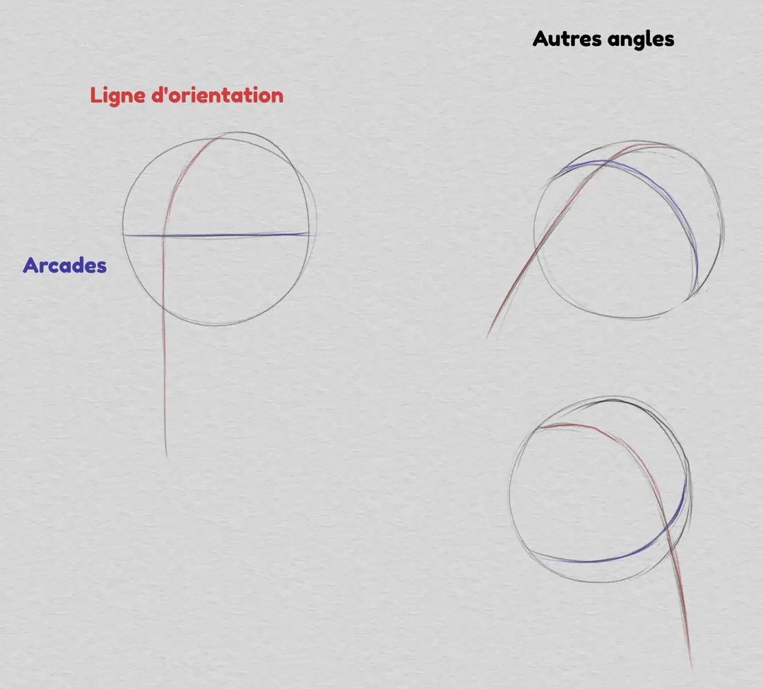 dessiner la tête et les proportions du visage