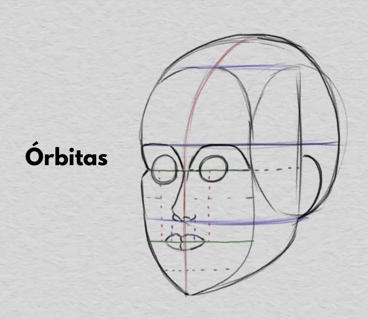 dibujar el ancho de la boca y las proporciones del rostro