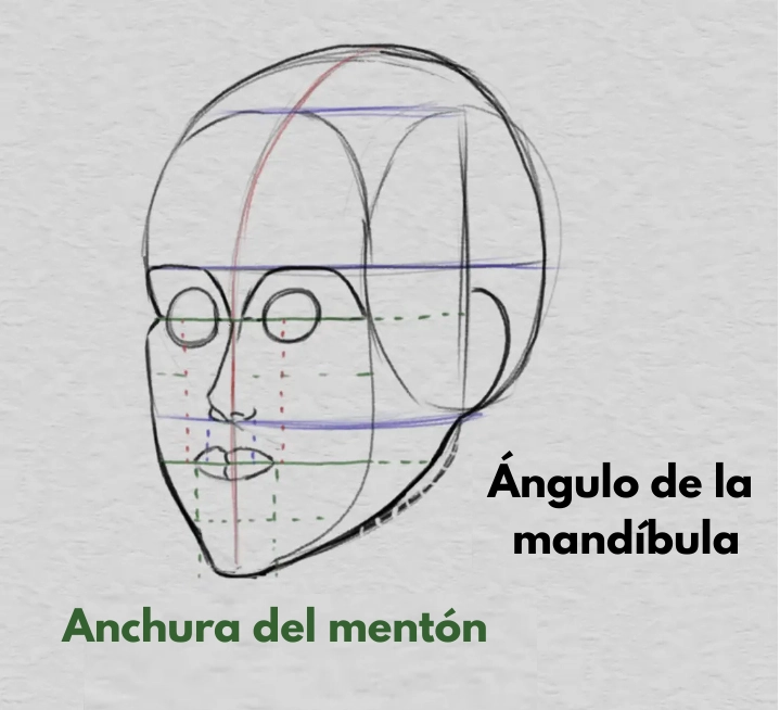 dibujar las órbitas y las proporciones de la cara