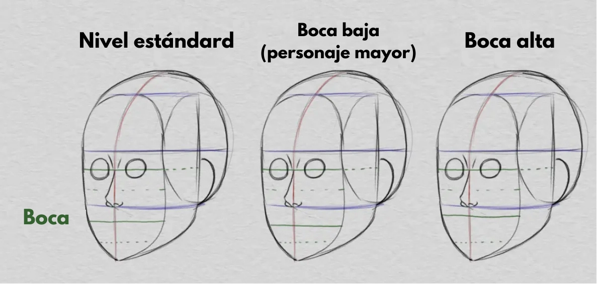 dibujar las orejas y las proporciones de la cara