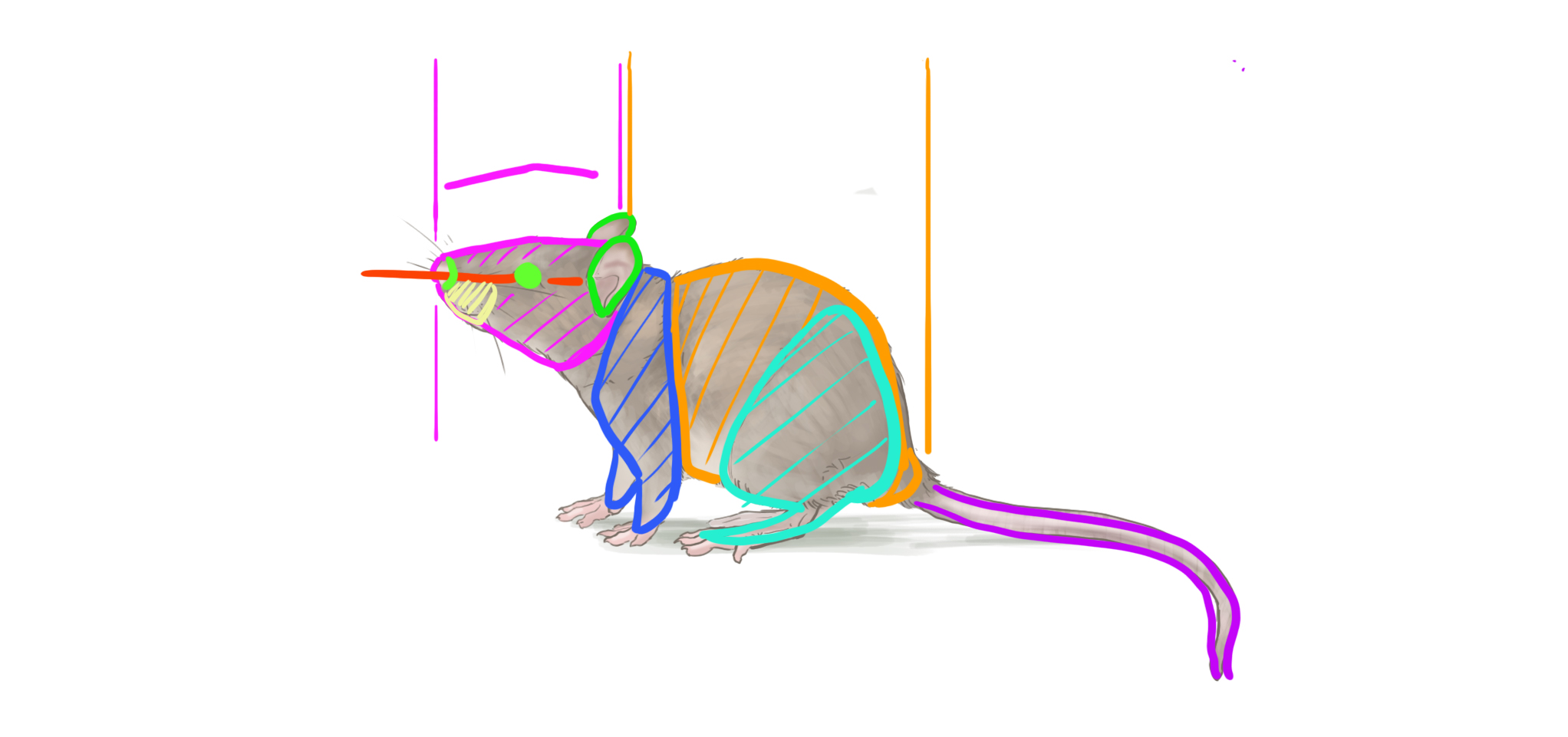dessin décortiquant les différentes parties de l'anatomie du rat