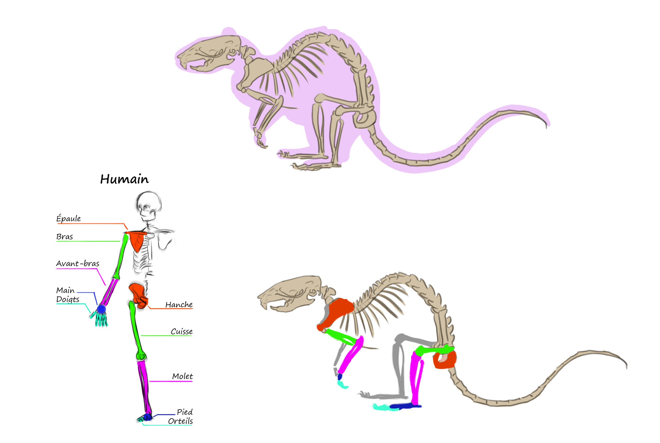 dessin schématique du squelette du rat 1
