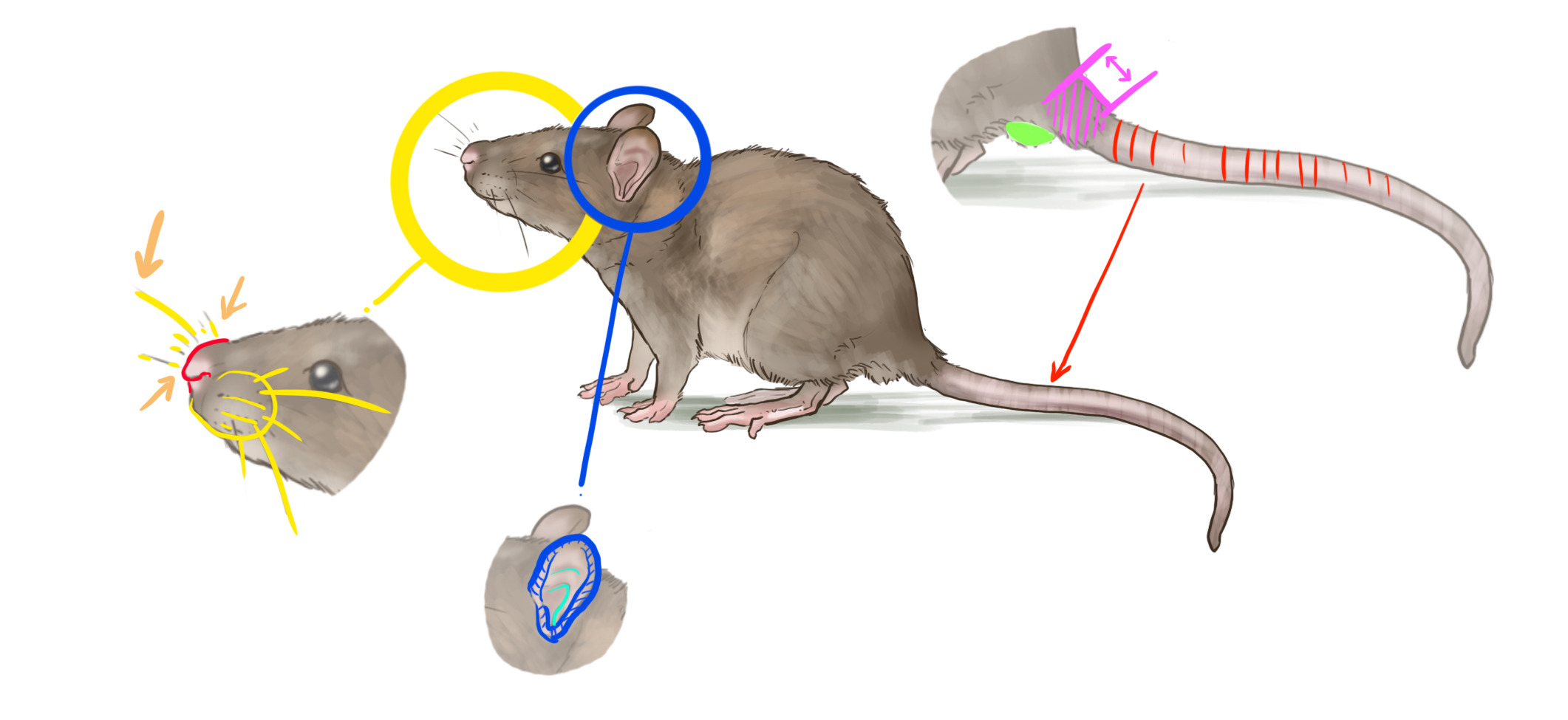 dessiner schématique récapitulatif du rat