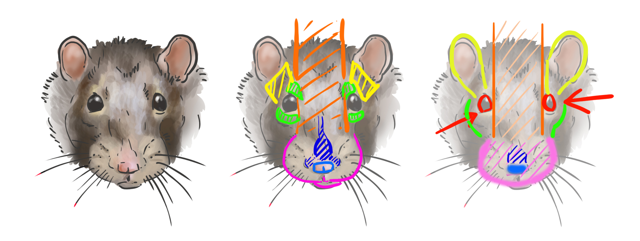 dessiner schématique décortiquant la tête du rat de face