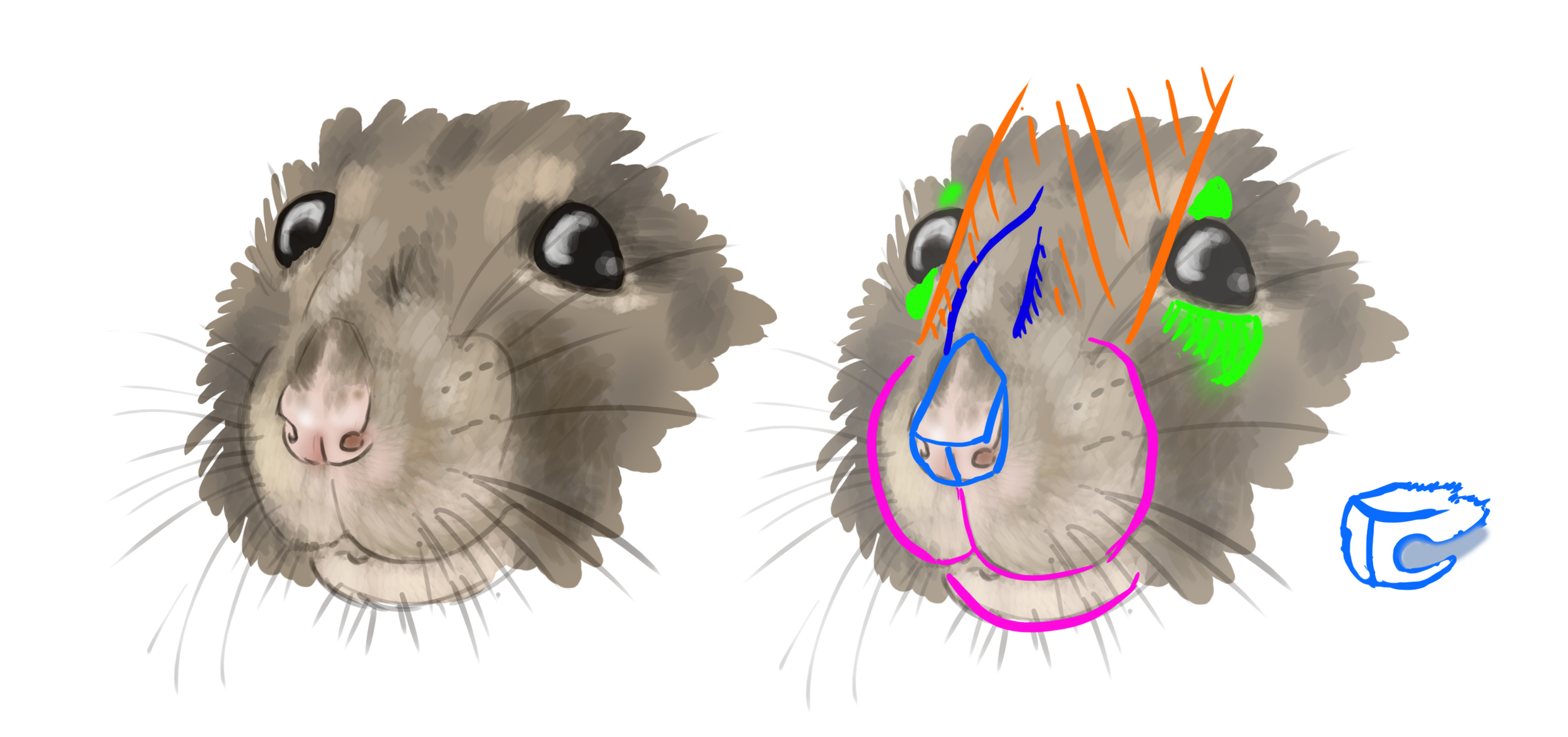 dessiner schématique décortiquant la tête du rat