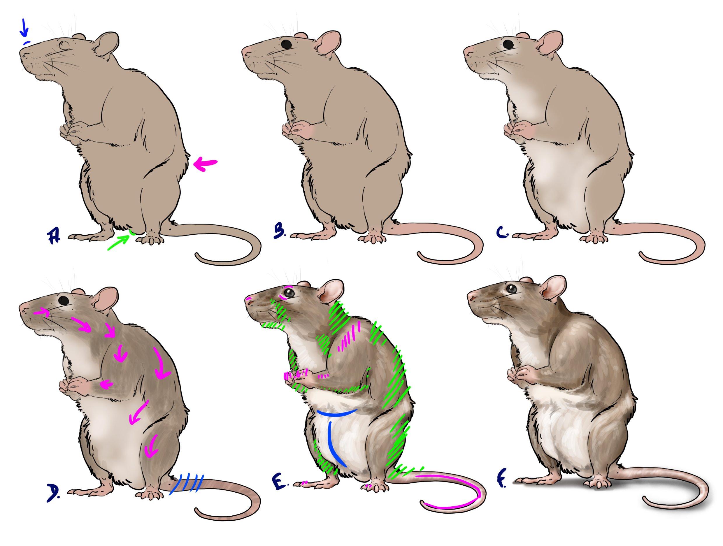 comment dessiner un rat