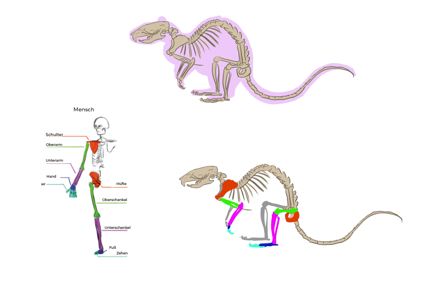 schematische Zeichnung des Rattenskeletts 1