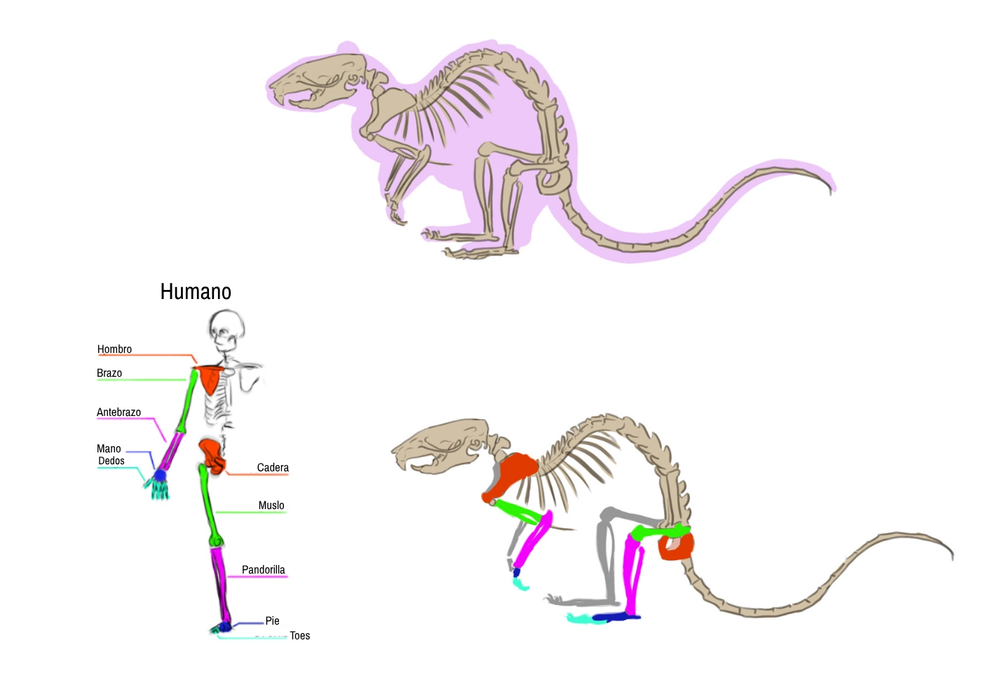 dibujo esquemático del esqueleto de la rata 1