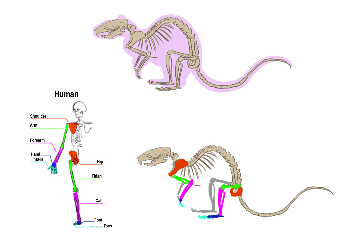 schematic drawing of the rat skeleton 1