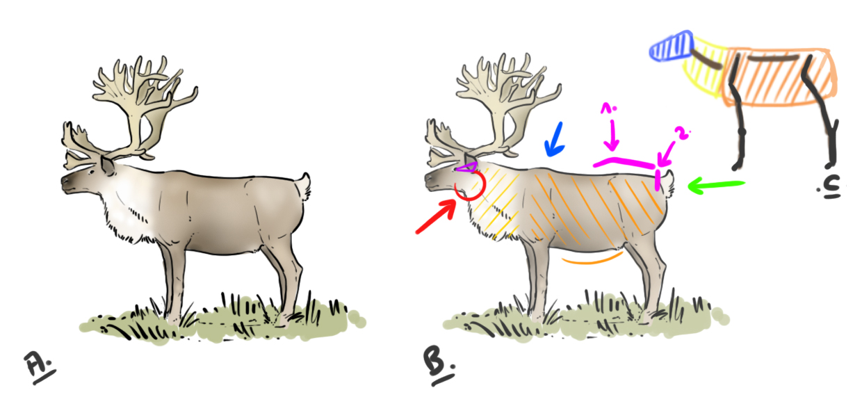 schéma de la fourrure du renne