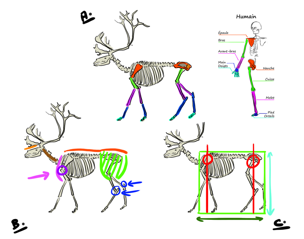 Schéma du squelette du renne