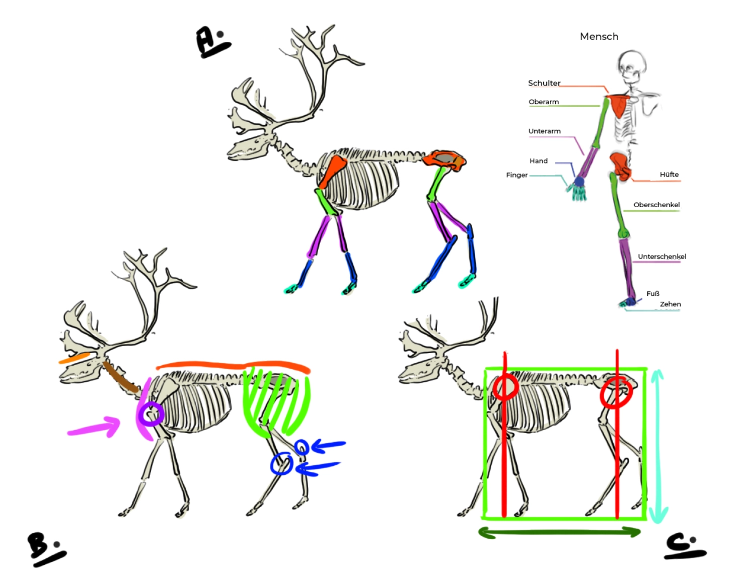 Schéma du squelette du renne