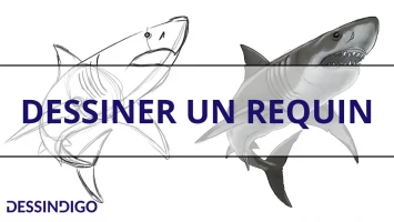 Dessiner un requin