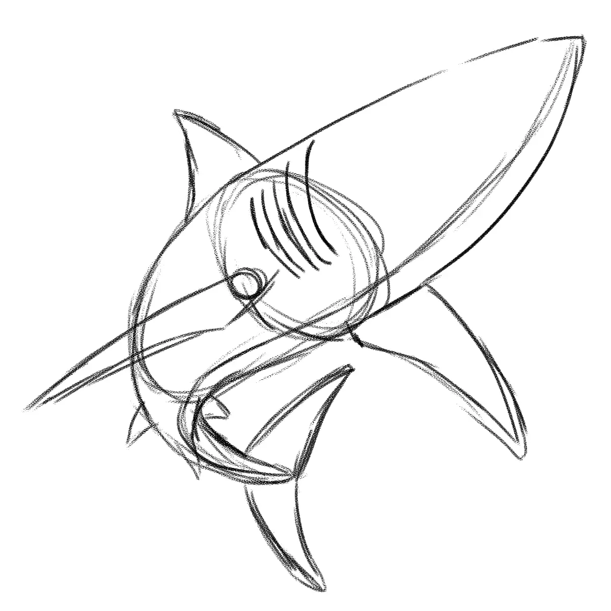 dessiner les branchies d’un  requin