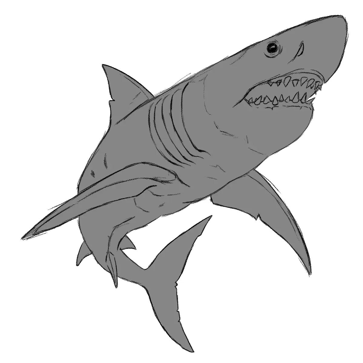 dessiner la couleur d’un requin