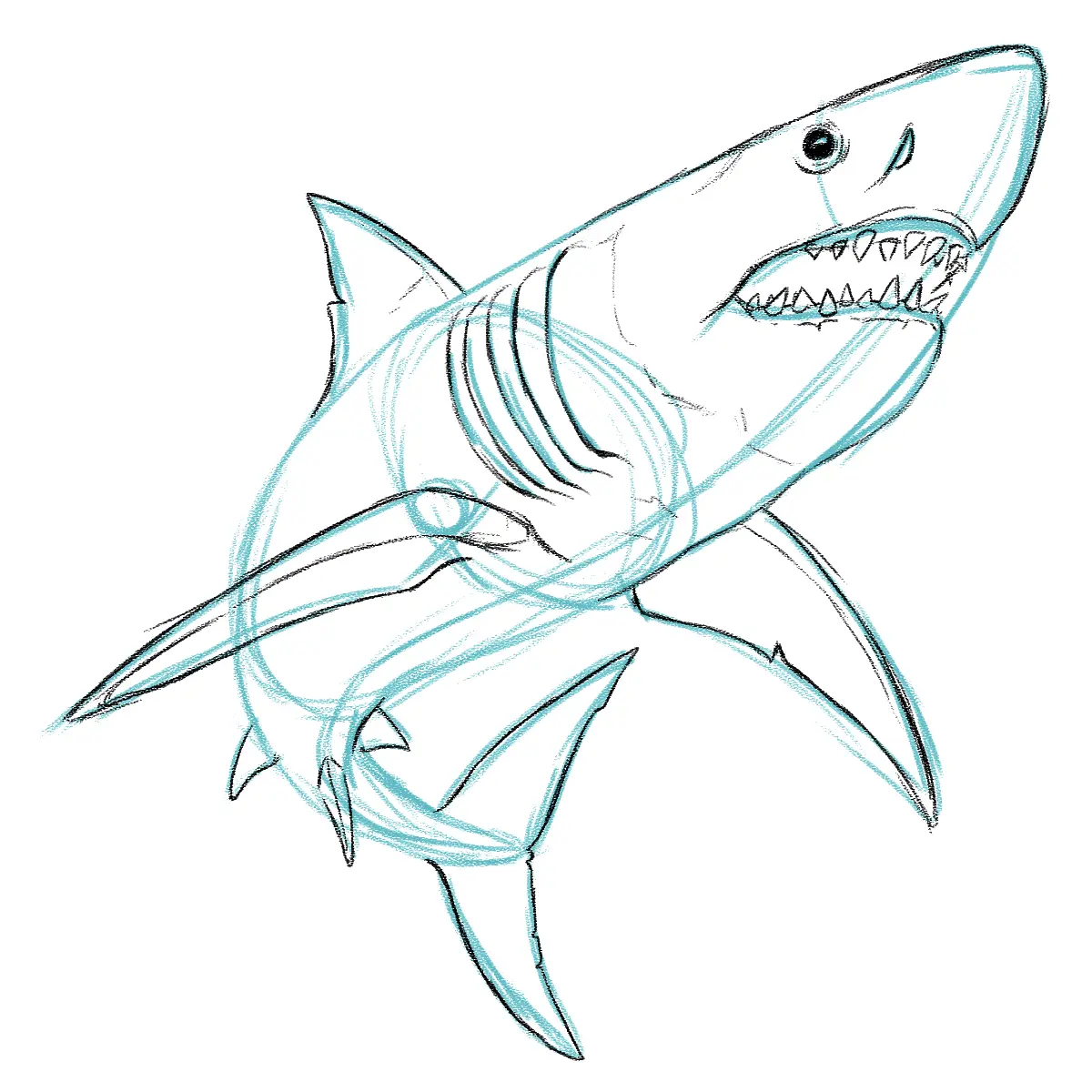 dessiner l’épaisseur des nageoires d’un requin