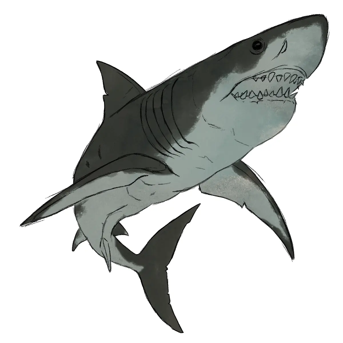 dessiner la peau d’un requin