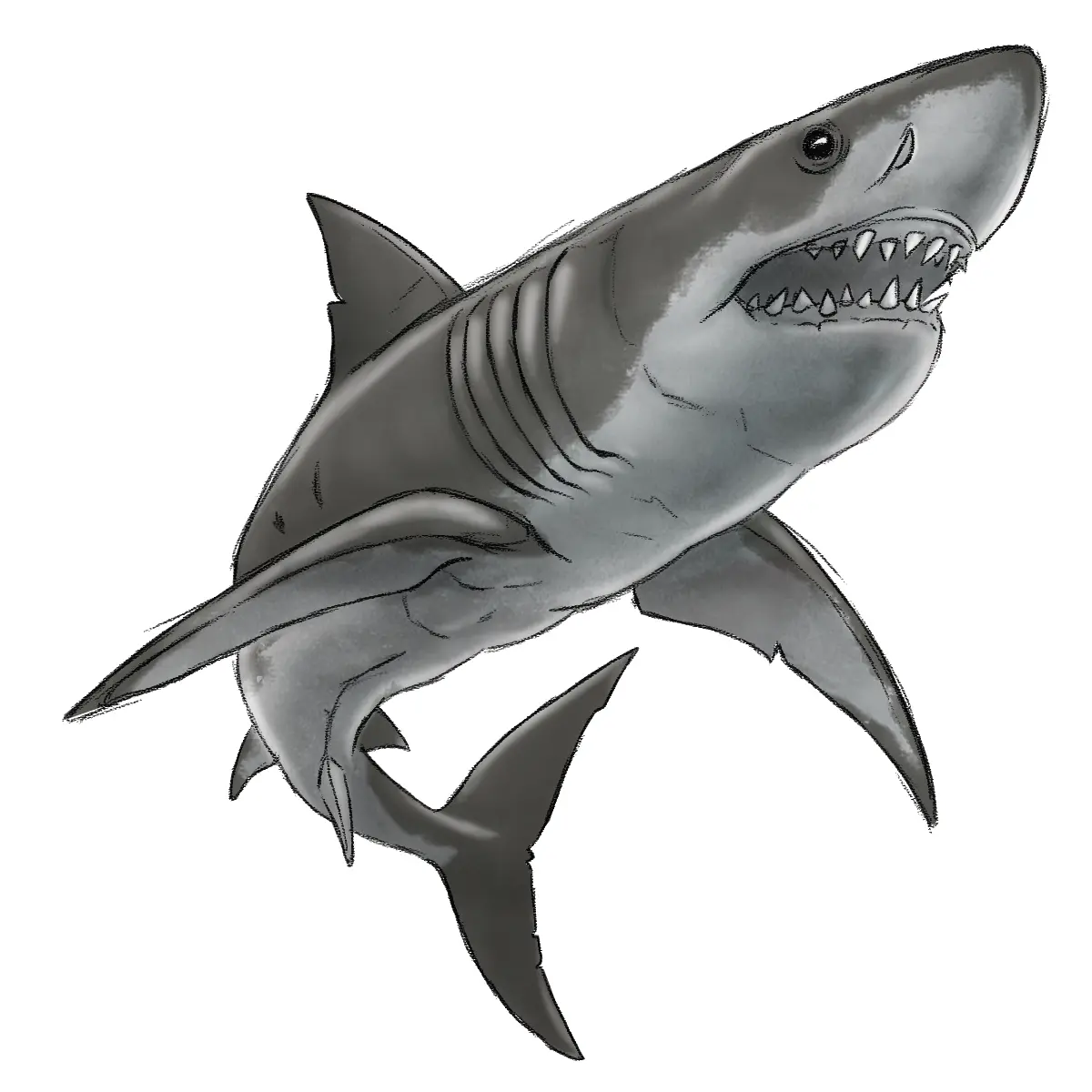 dessin d’un requin 