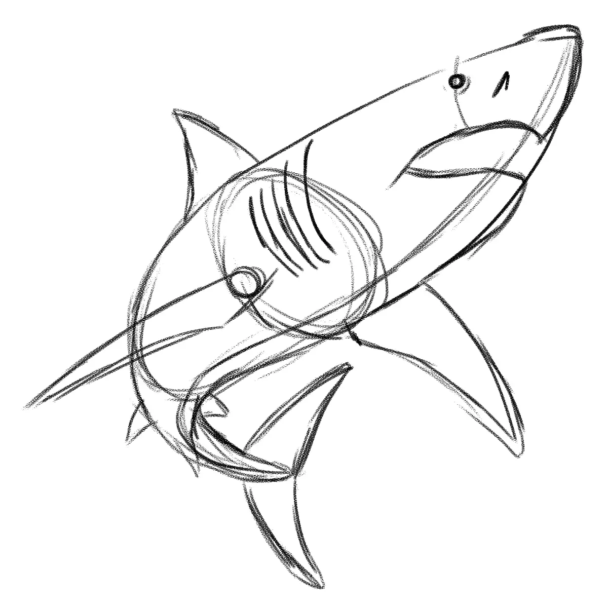 dessiner la tête d’un requin