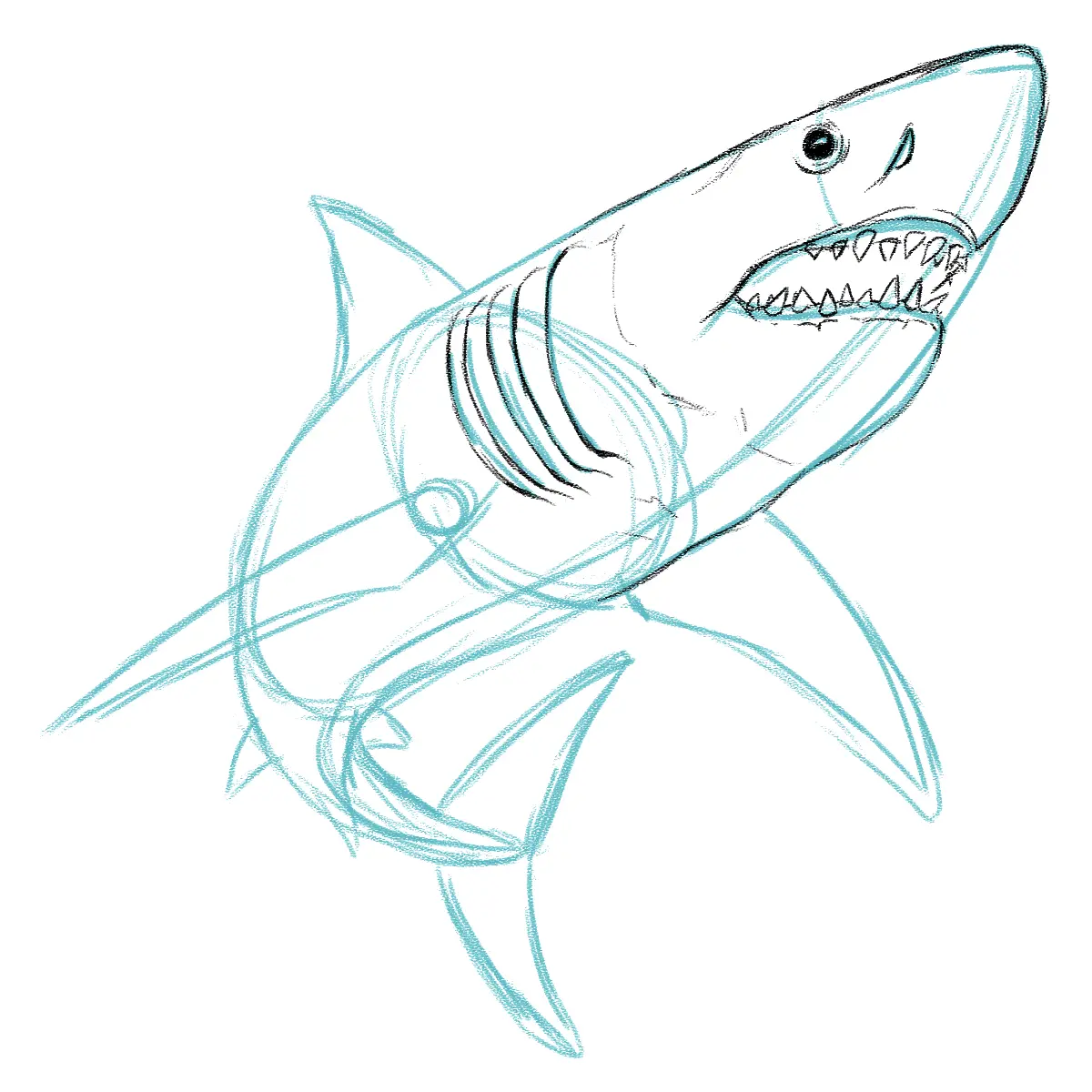 dessiner le volume des branchies d’un requin