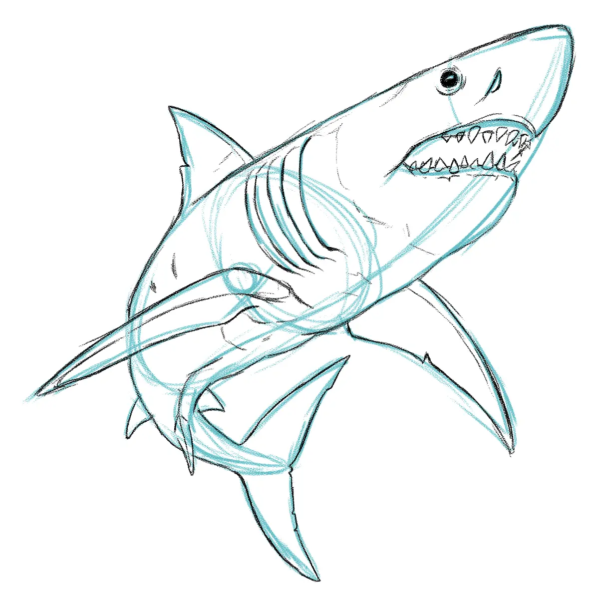 dessiner les volumes d’un requin