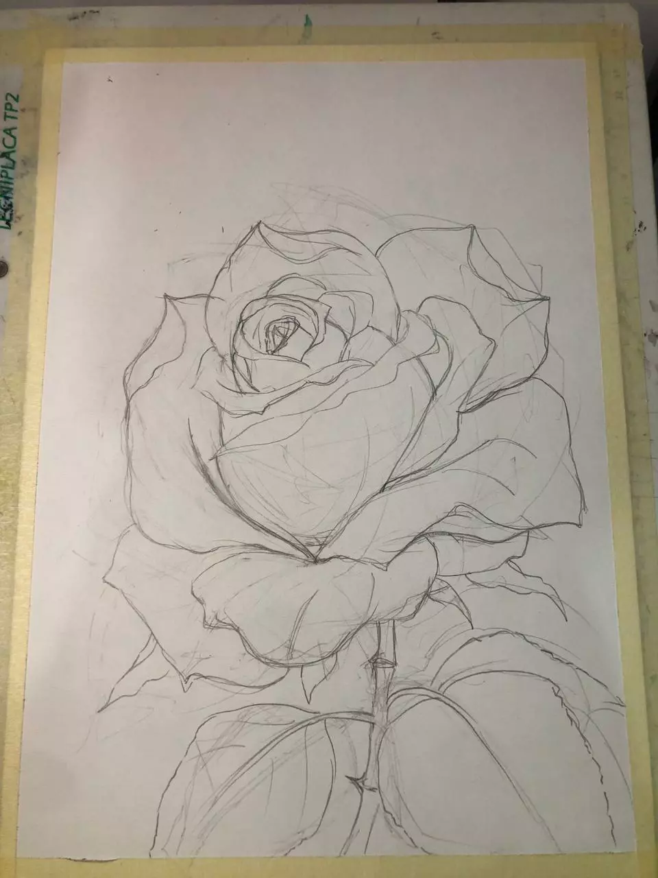 zeichne die Skizze einer Rose