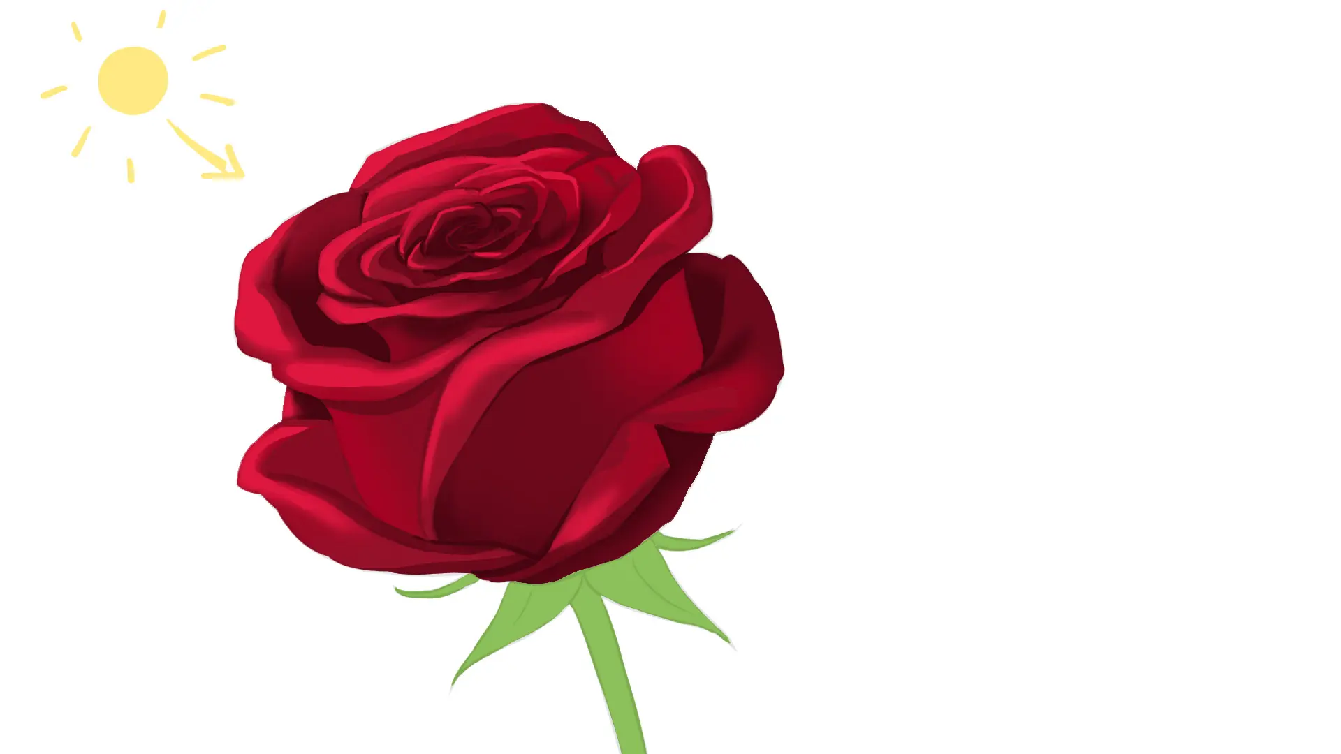 On détail les ombres les plus fortes de notre rose