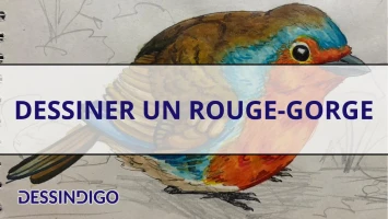 Dessiner un rouge-gorge