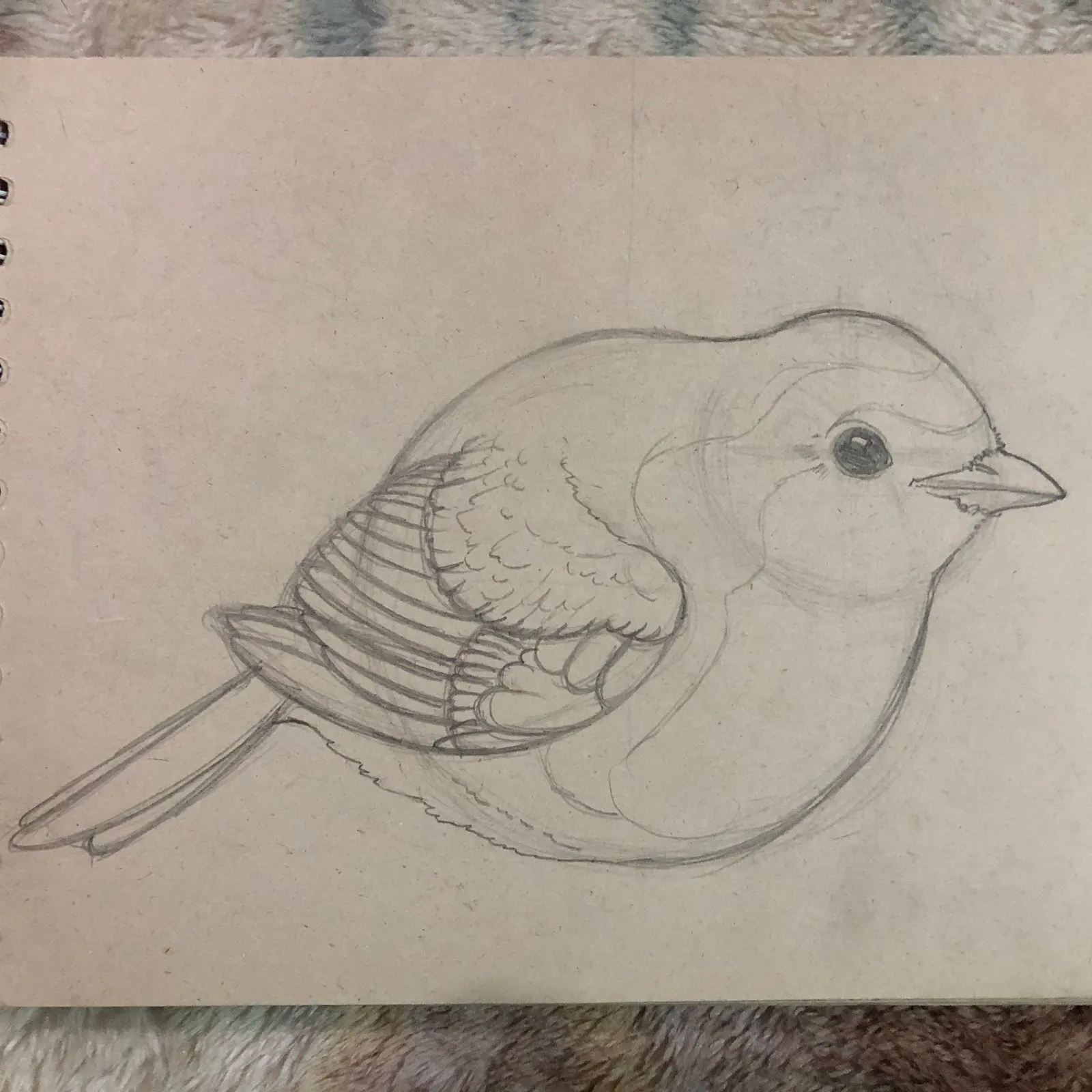 dessiner les plumes d’un rouge-gorge