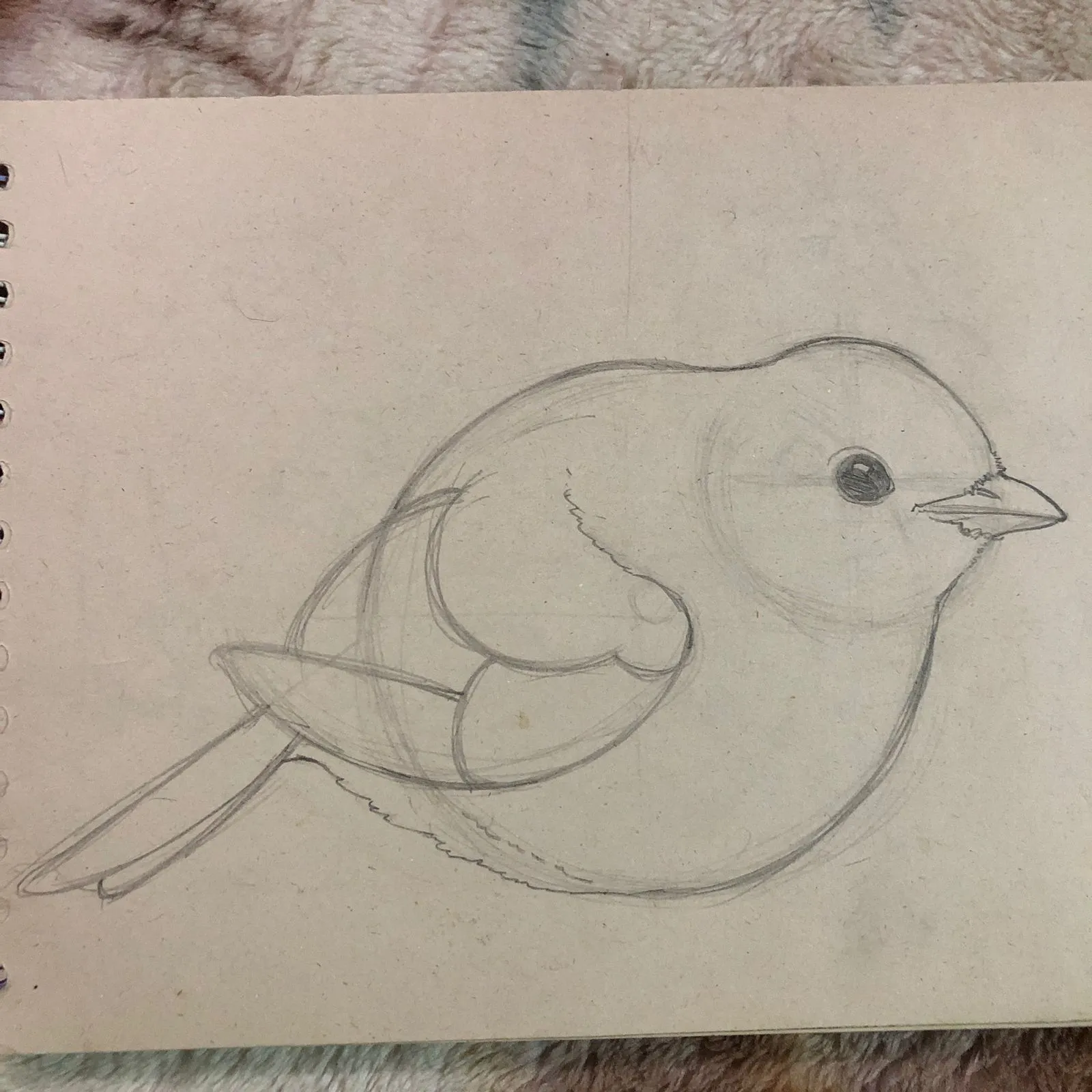 dessiner la tête d’un rouge-gorge