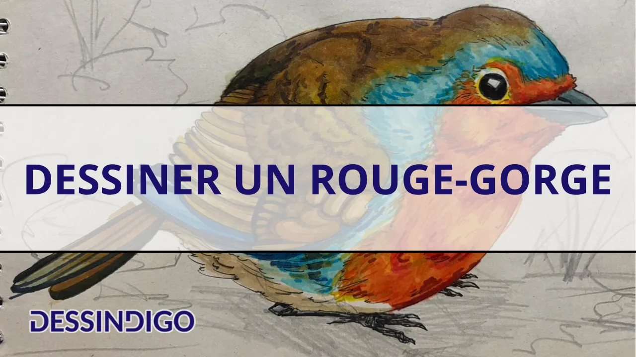 Dessiner un rouge-gorge