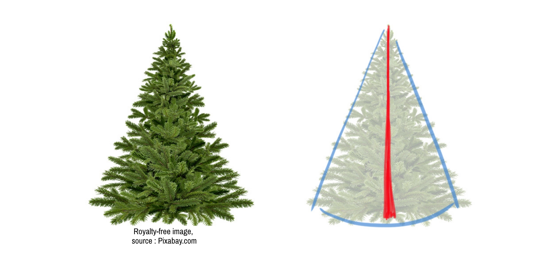 Schematic drawing of the structure of a fir tree