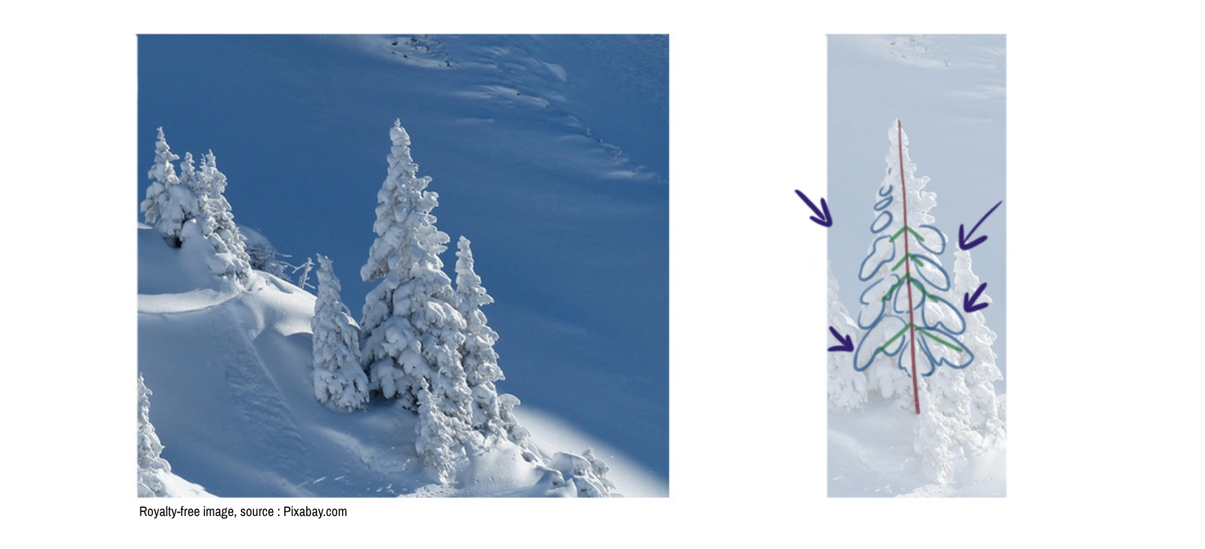schematic drawing of the structure of a fir tree covered in snow