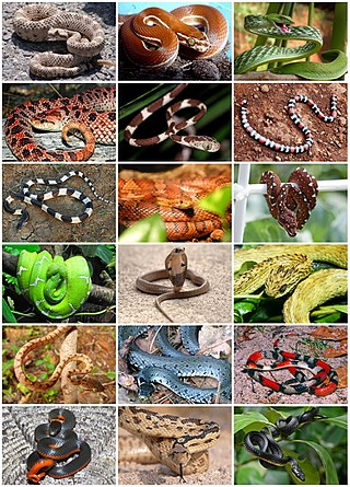 Les différents types de serpents
