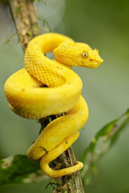 Référence pour le dessin d'un serpent