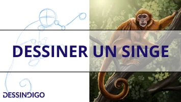 Dessiner un singe