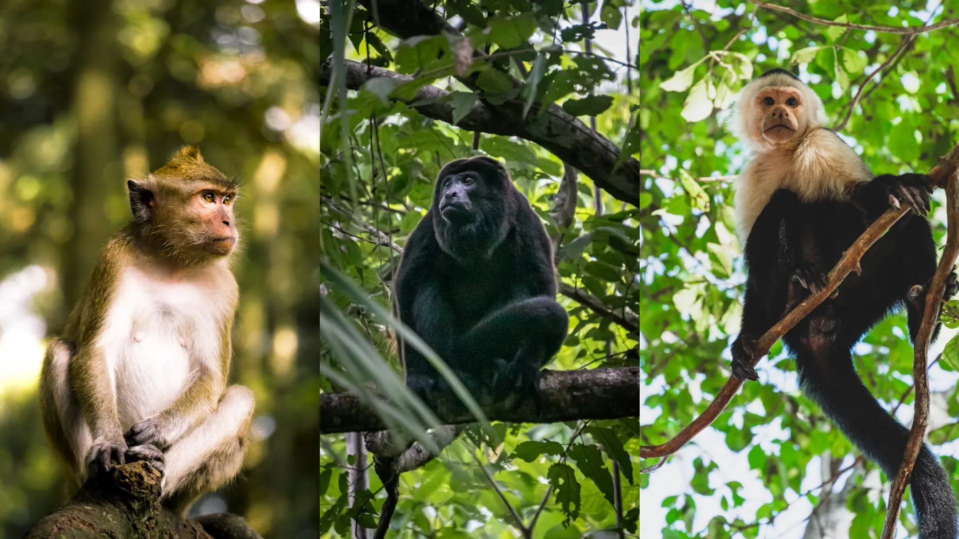 les caractéristiques des singes