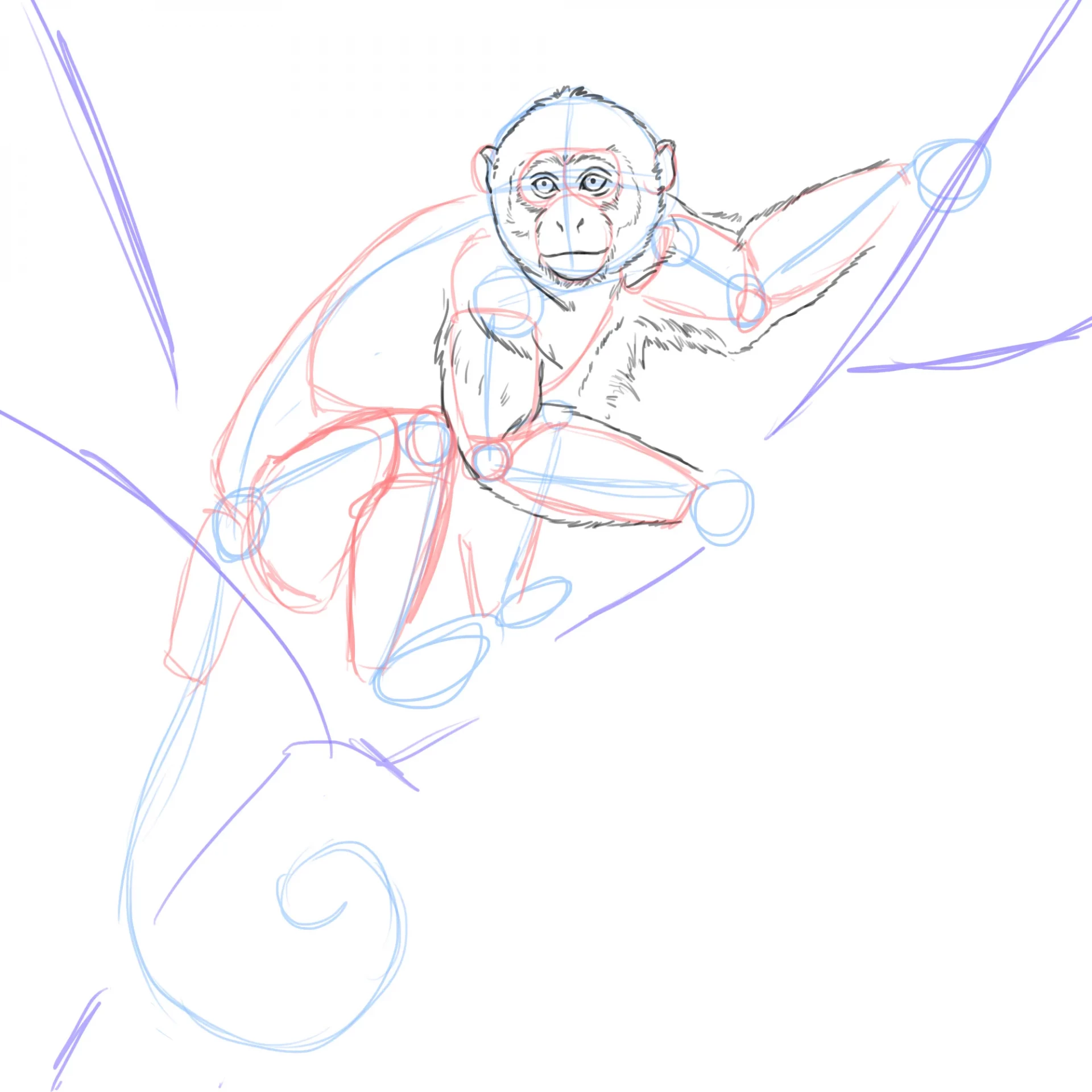 dessiner les bras d’un singe